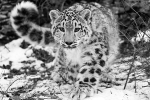 The Snow Leopard2580514219 300x200 - The Snow Leopard - Spoonbill, Snow, Leopard